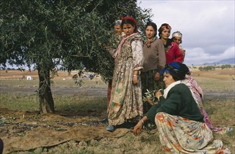 ALGERIA, Agriculture, Olive pickers