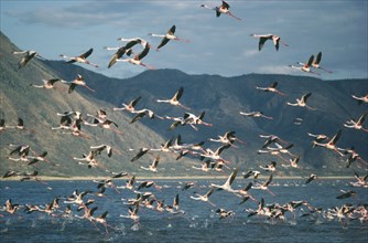 KENYA, Lake Bogoria, Mass of Flamingoes in flight over the water