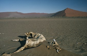 NAMIBIA, Namib Desert, Sossusvlei, Oryx Corpse in the foreground with red sand dunes in the