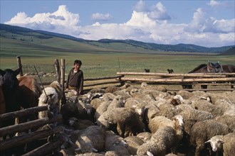 MONGOLIA, Amerbayasgalant, Agriculture, Boy at ger settlement with flock of sheep