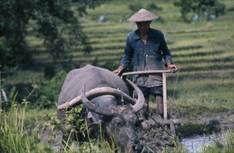 LAOS, Farming, Ploughing rice paddy with water buffalo
