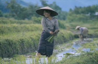 LAOS, Agriculture, Woman working in rice paddy.