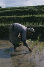 LAOS, Farming, Woman planting rice seedlings in paddy