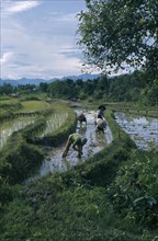 LAOS, Farming, People working in paddy fields.