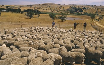 AUSTRALIA, Western, Farming, Massed sheep on large ranch