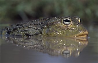 NATURAL HISTORY, Frogs, Close up view of a Bullfrog ( Pyxicephalus edulis ) partially submerged in