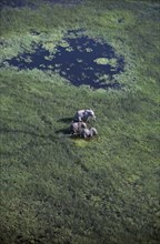 ANIMALS, Big Game, Elephants, Aerial view looking down on Elephants ( Loxodonta africana ) in