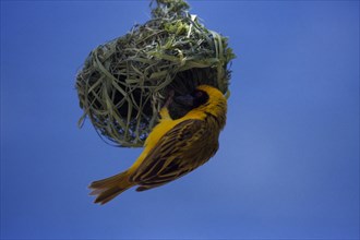 BIRDS, Nesting, Masked Weaver perched upsidedown on hanging nest made from bits of grass weaved