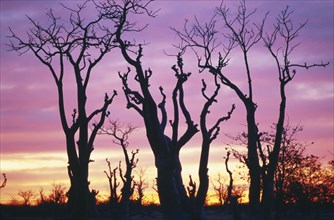 NAMIBIA, Landscape, Ghost trees silhouetted by pink and golden sunset.