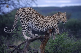 ANIMALS, Big Cats, Leopard, Leopard standing on a tree branch in Namibia.