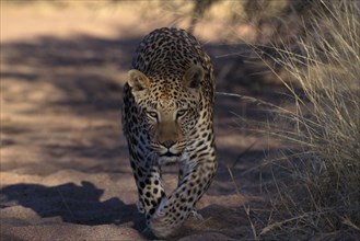 ANIMALS, Big Cats, Leopard, Leopard walking along edge of long grass in Namibia.