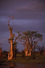 NAMIBIA, Etosha National Park, Ghost forest trees in warm evening light against dramatic stormy sky