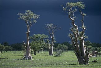 NAMIBIA, Etosha National Park, Ghost forest trees seen against dark stormy sky.