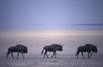 ANIMALS, Big Game, Wildebeest, "Three Blue Wildebeest on the Etosha Pan in Etosha National Park,