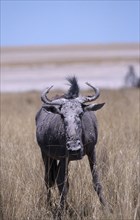 ANIMALS, Big Game, Wildebeest, "Single Blue Wildebeest  in Etosha National Park, Namibia."
