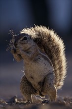 ANIMALS, Rodents, Squirrel, "Close up of a ground squirrel in Etosha National Park, Namibia."