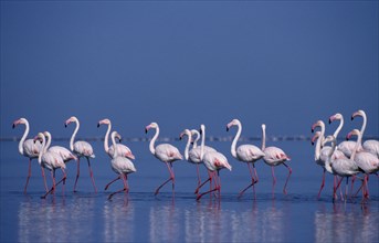 WILDLIFE, Birds, Flamingoes, "Colony of birds wading in shallow water of salt pans in Walvis Bay,