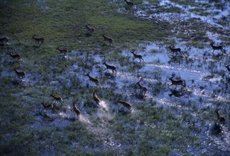 WILDLIFE, Antelope, Red Lechwe, Aerial view looking down on herd running through watery landscape