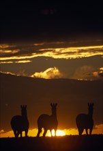 WILDLIFE, Big Game , Zebra, "Three zebra silhouetted against golden sunset on the great plains in