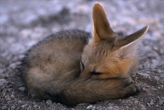WILDLIFE, Wild Dogs, Foxes, "Cape Fox pup in Etosha, Namibia, curled up waiting at the den for the