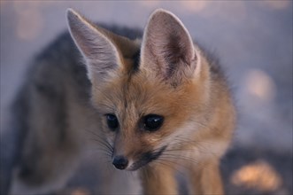WILDLIFE, Wild Dogs, Foxes, "Cape Fox pup in Etosha, Namibia, waiting at the den for the parents to