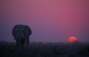 ANIMALS, Big Game, African Elephants, Elephant at sunset. Loxodonta Africana.