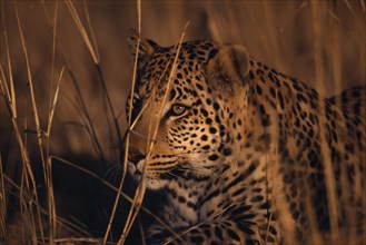 ANIMALS, Big Cats, Leopards, Leopard. Panthera pardus crouching in long grass.