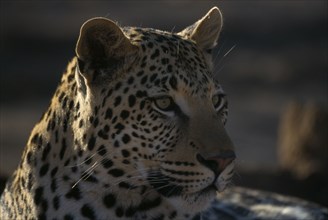 ANIMALS, Big Cats, Leopards, Close up portrait of a Leopard ( Panthera pardus ).