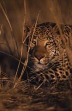 ANIMALS, Big Cats, Leopards, Leopard ( Panthera pardus ) lying in long grass.