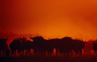 ANIMALS, Big Game, Wildebeest, Herd of Wildebeest ( Connochaetes gnu ) silhouetted against bright