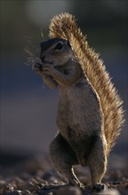 ANIMALS, Rodents, Squirrels, Full length portrait of a Ground Squirrel ( Xerus inauris ).
