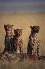 ANIMALS, Big Cats, Cheetah, "Pack of Cheetahs ( Acinonyx jubatus ) sitting in long grass with kill,
