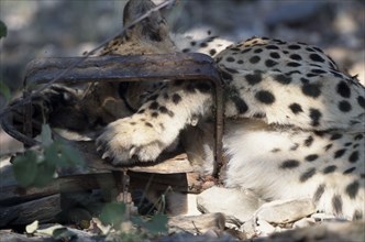 ANIMALS, Big Cats, Cheetah, Cheetah ( Acinonyx jubatus ) with its paw caught in a gintrap.