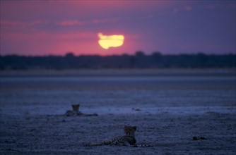 ANIMALS, Big Cats, Cheetah, "Two Cheetahs ( Acinonyx jubatus ) lying down in open landscape with
