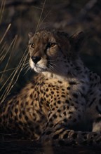 ANIMALS, Big Cats, Cheetah, Portrait of a Cheetah ( Acinonyx jubatus ) lying down in the grass.