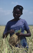 CARIBBEAN, Haiti, Farming, Young girl harvesting rice