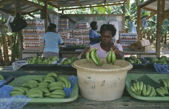 CARIBBEAN, Jamaica, St Marys, Woman dipping bunches of bananas in ripening agent at the Eastern