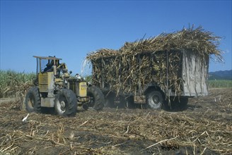 CARIBBEAN, Jamaica, Westmoreland Parish, Sugar cane being loaded by tractor onto trailer in a field