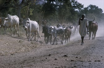 NIGERIA, Agriculture, Herdsman walking along a dusty road with cattle