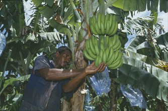 WEST INDIES, Jamaica, St Mary, Man working on a banana plantation.