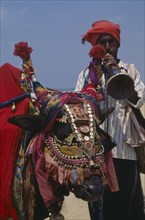 INDIA, Goa, Candolim Beach, Lambani gypsy man playing wind instrument with cow wearing highly