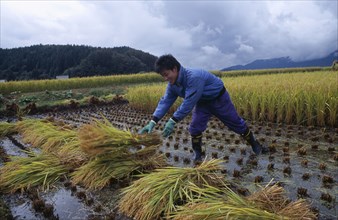 JAPAN, Honshu, Densho en, Young male farm worker harvesting rice