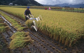 JAPAN, Honshu, Densho en, Farmer using hand powered machine to harvest rice fields