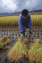 JAPAN, Honshu, Densho en, Young male farm worker harvesting rice by hand