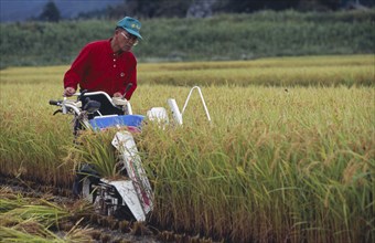 JAPAN, Honshu, Densho en, Male farm worker harvesting rice fields with a hand held machine