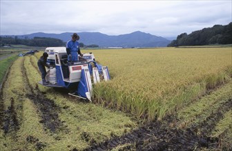 JAPAN, Honshu, Densho en, Male farm workers harvesting rice fields on a motorised harvester