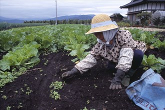 JAPAN, Honshu, Densho en, Woman wearing a hat weeding a vegetable plot