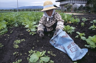 JAPAN, Honshu, Densho en, Woman wearing a hat weeding a vegetable plot