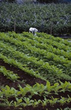 JAPAN, Honshu, Densho en, Vegetable plot with farm worker in the background