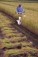 JAPAN, Honshu, Densho en, Farm worker harvesting rice field with hand held machine